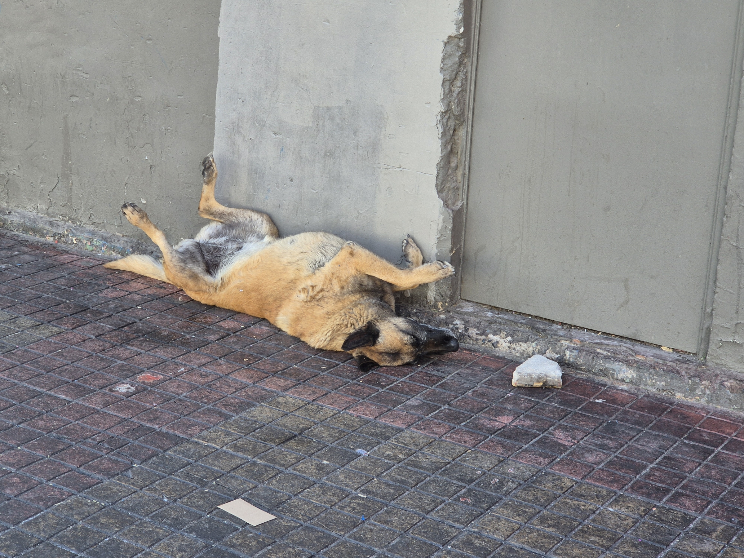 CoolDog
