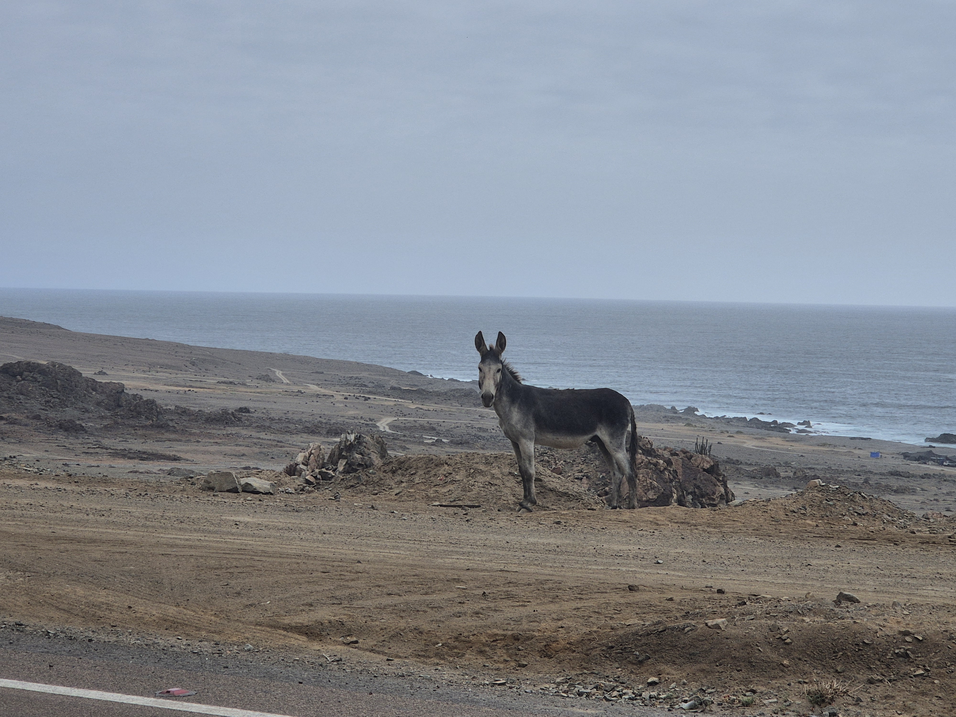 Donkey