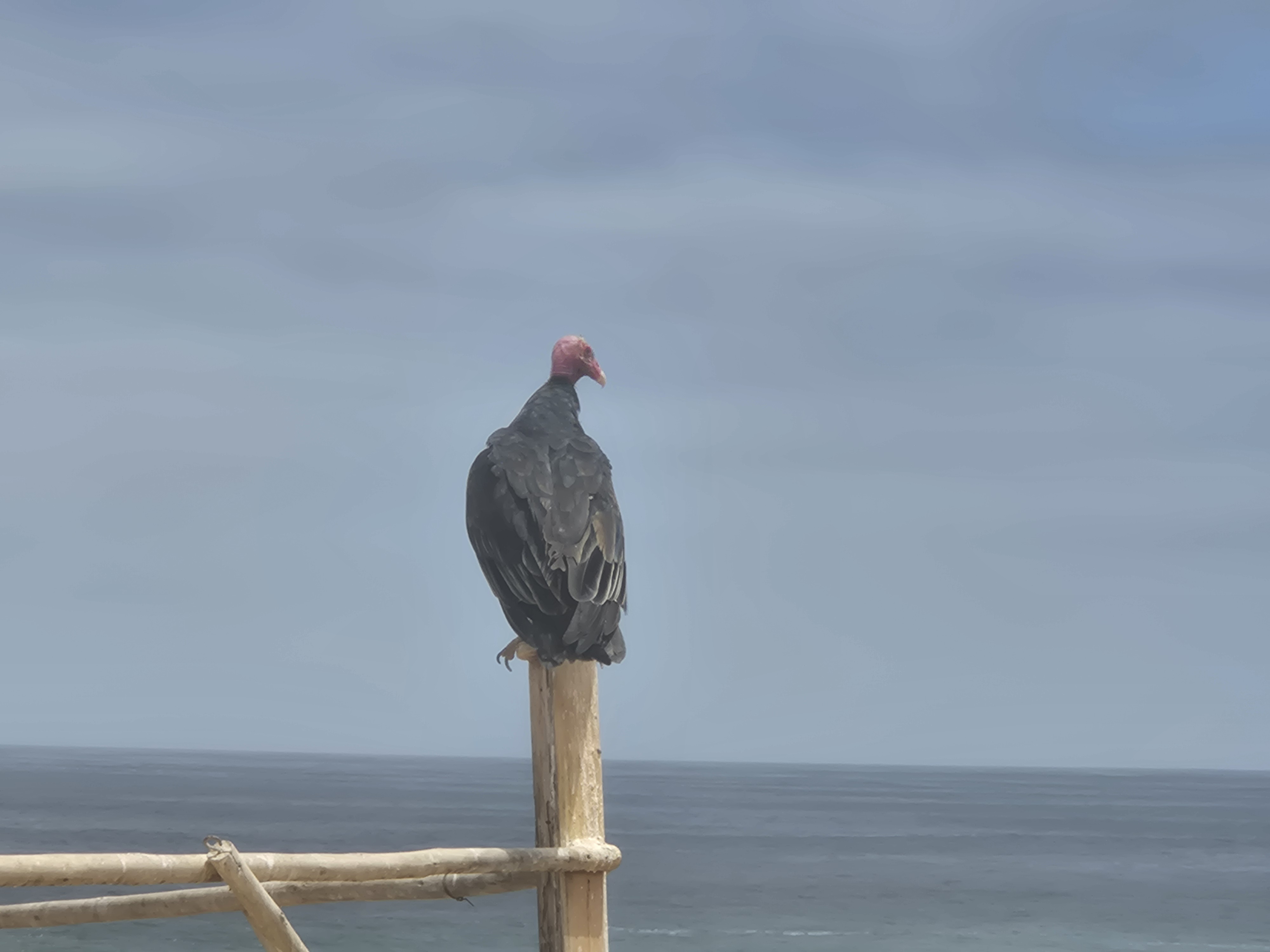 Eagle1