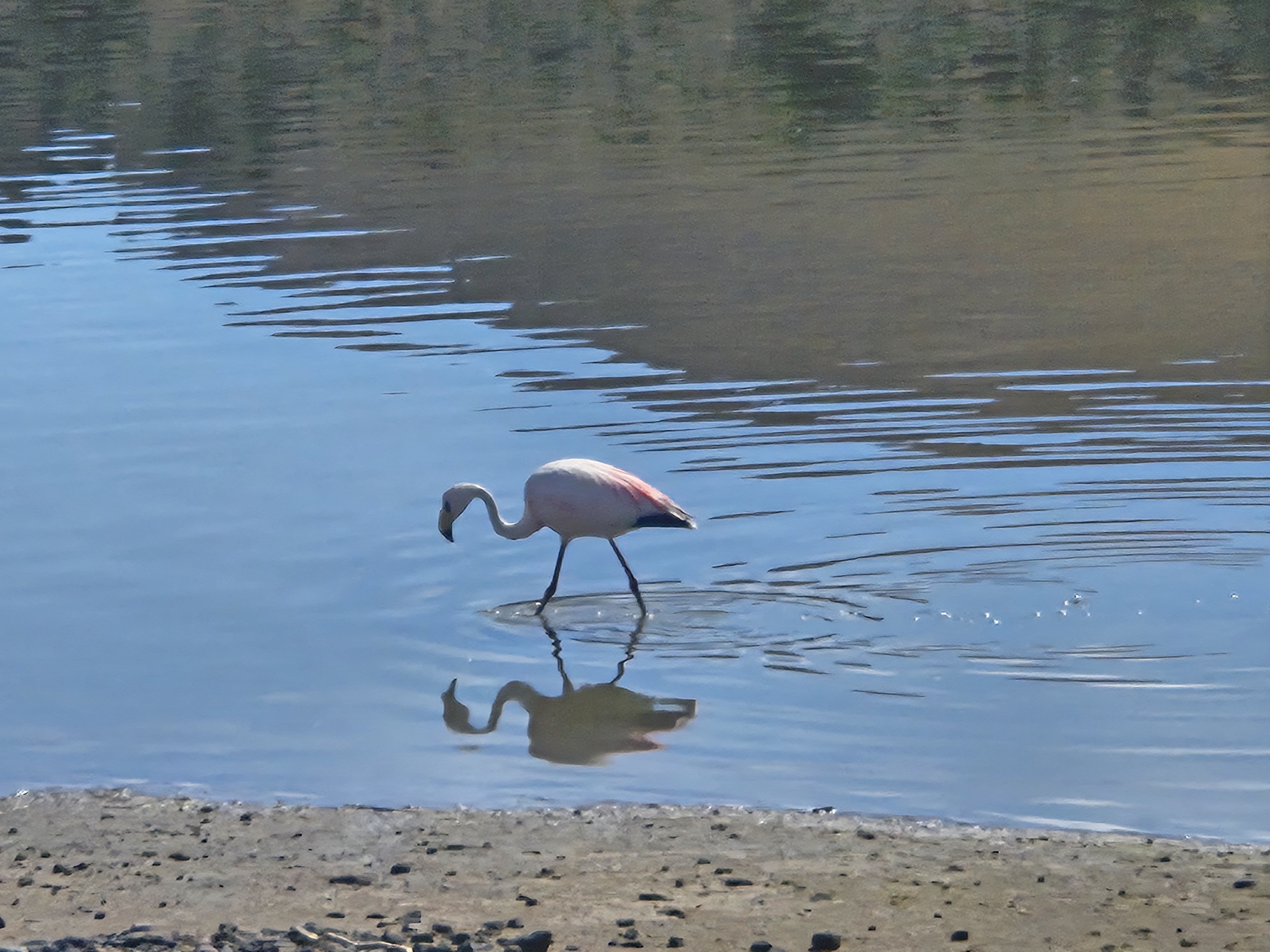 Flamingo