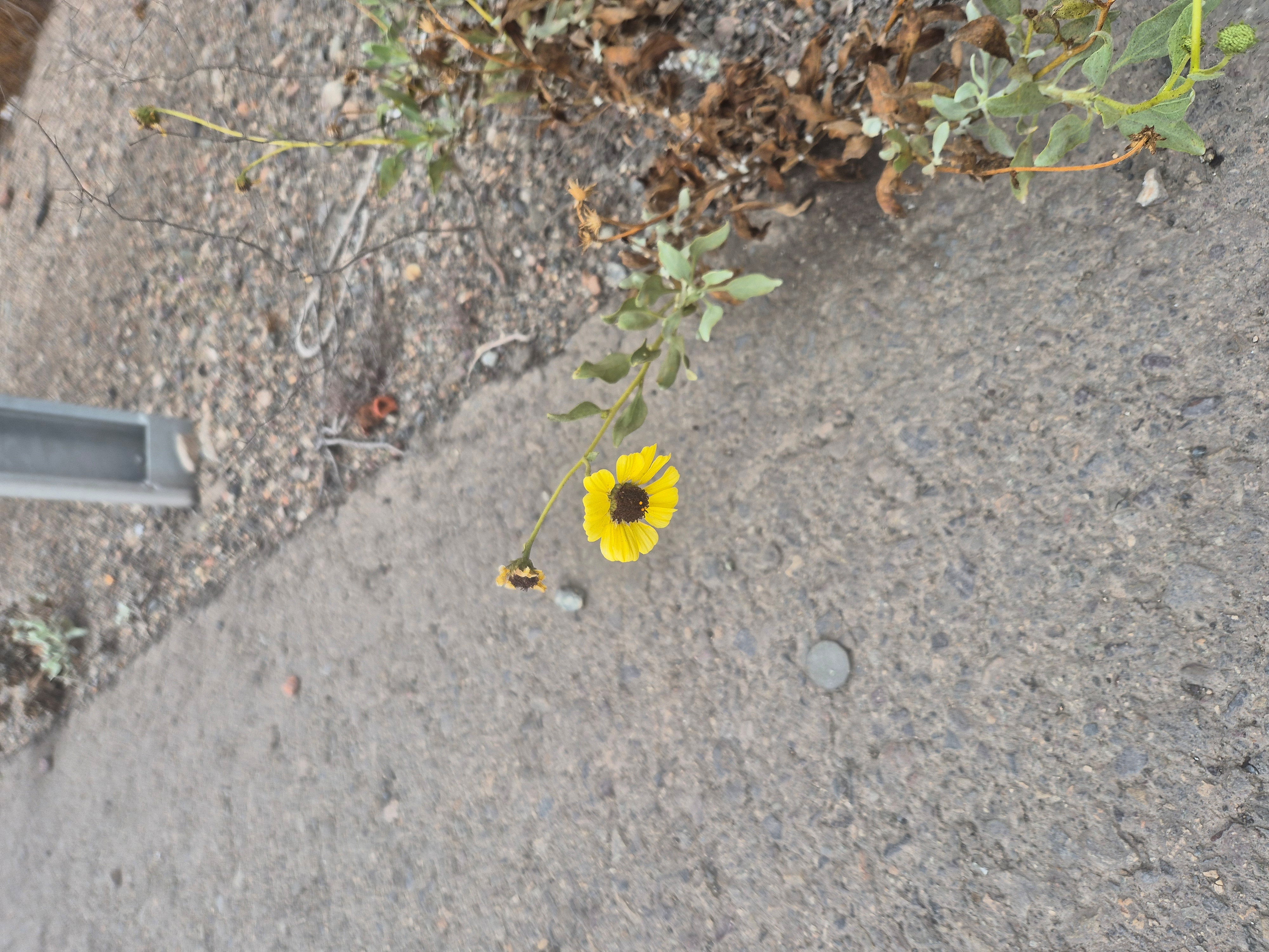 Flower2