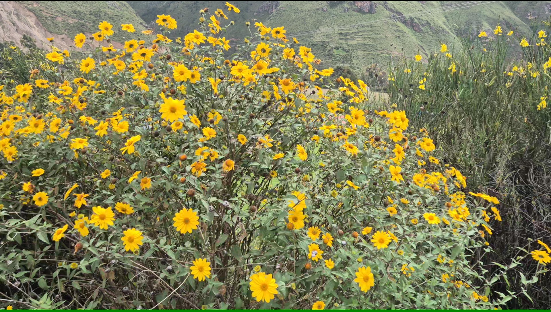 Flowers20