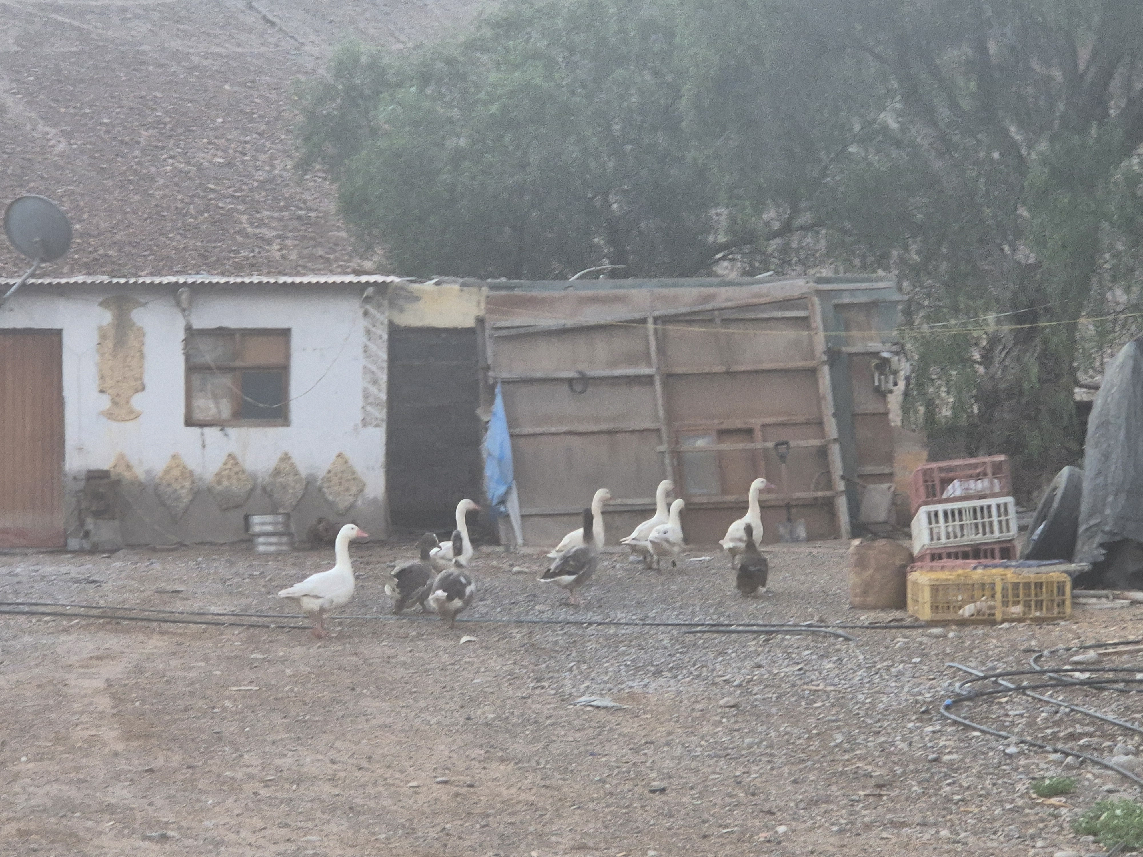 Geese