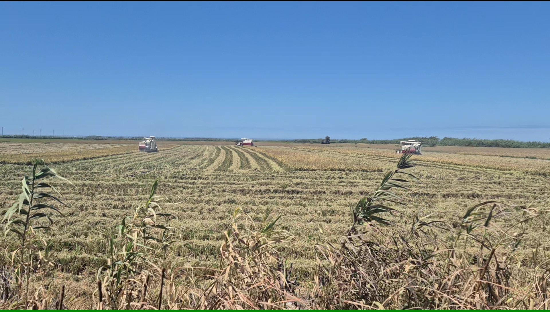 Harvest