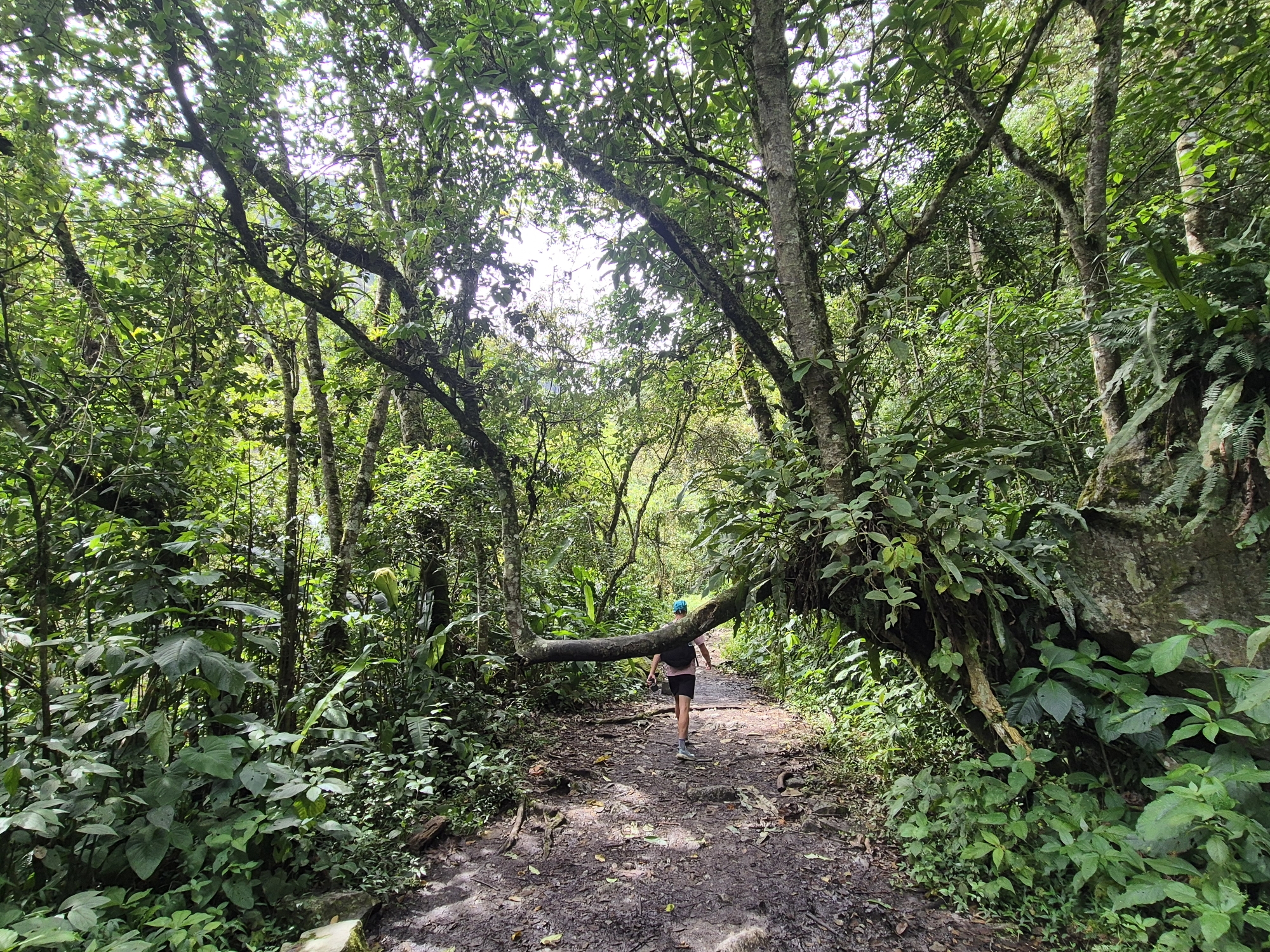 Jungle