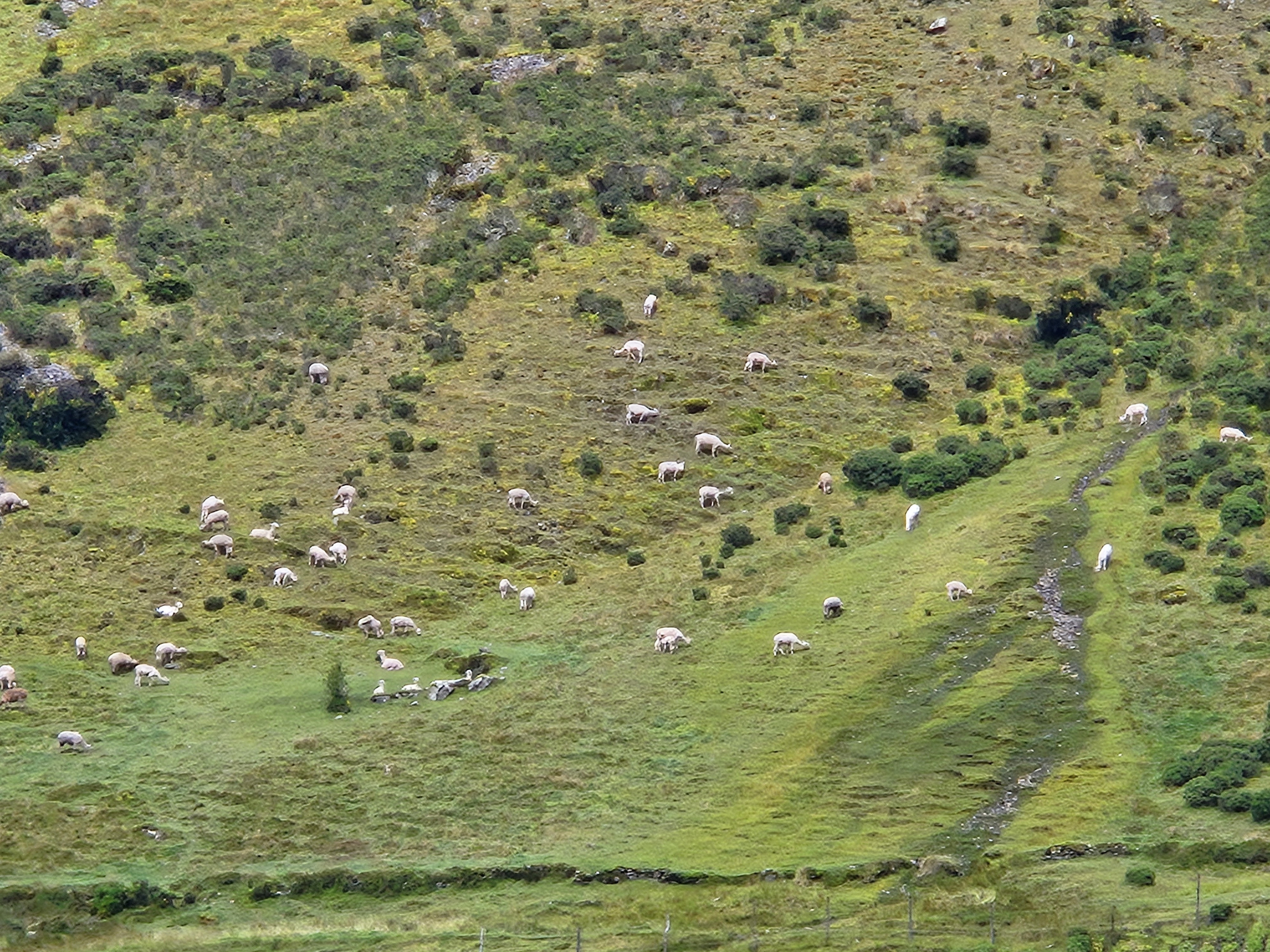 ManyLamas