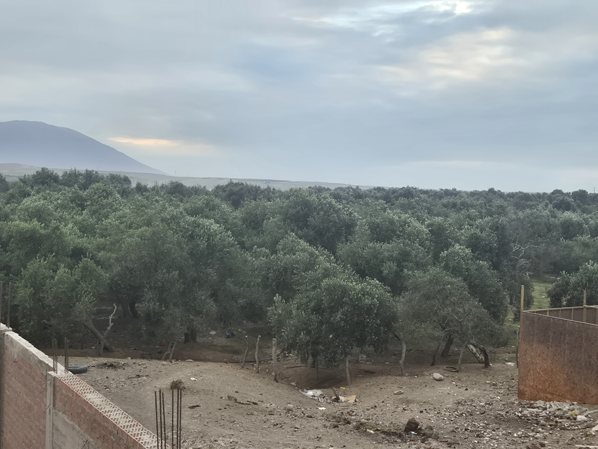 OlivePlantation