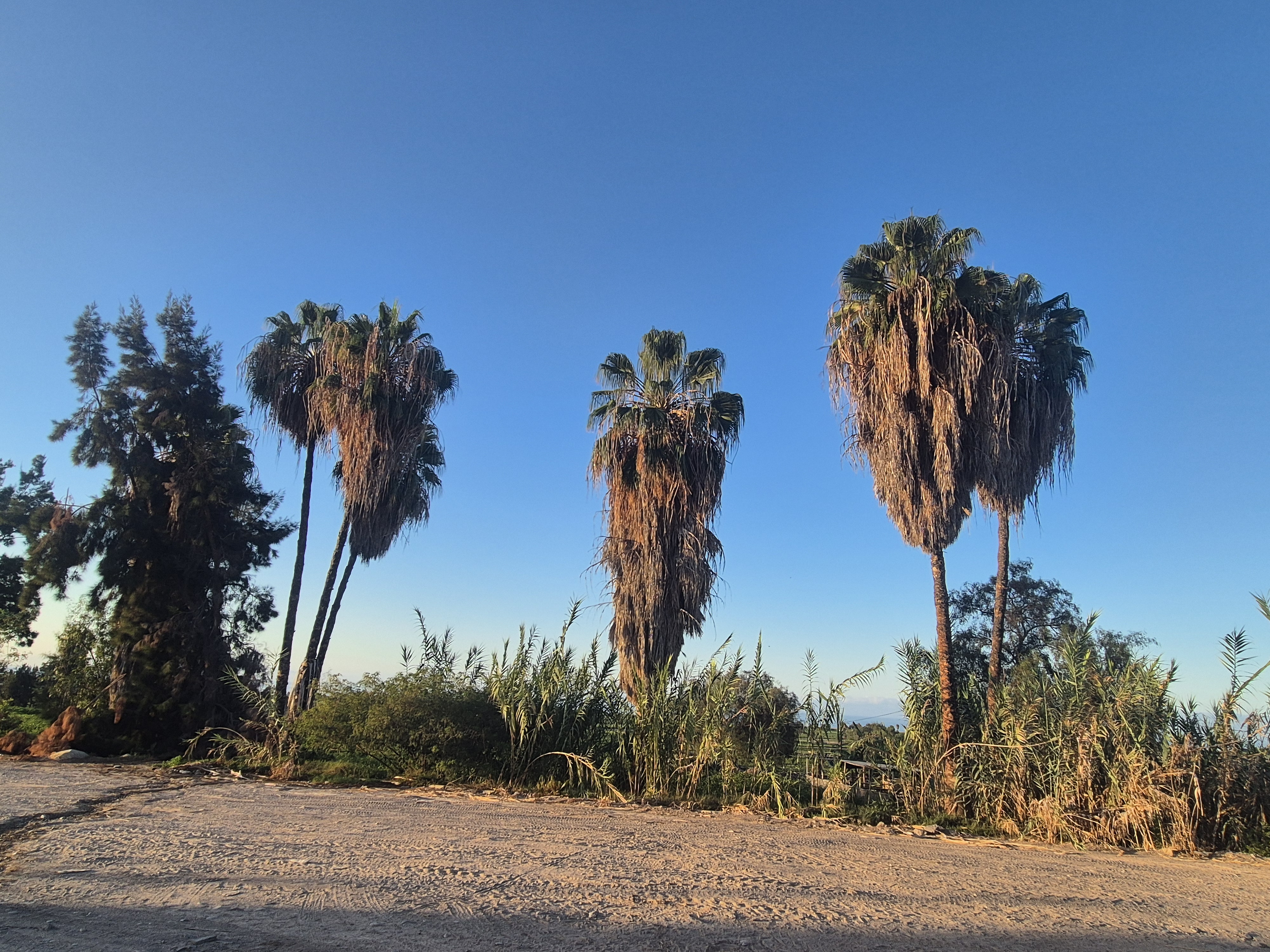 Palmtrees
