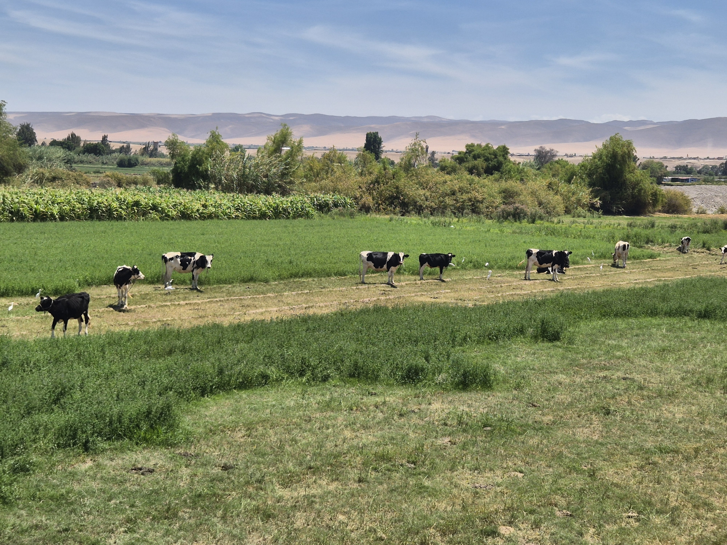 Pasture