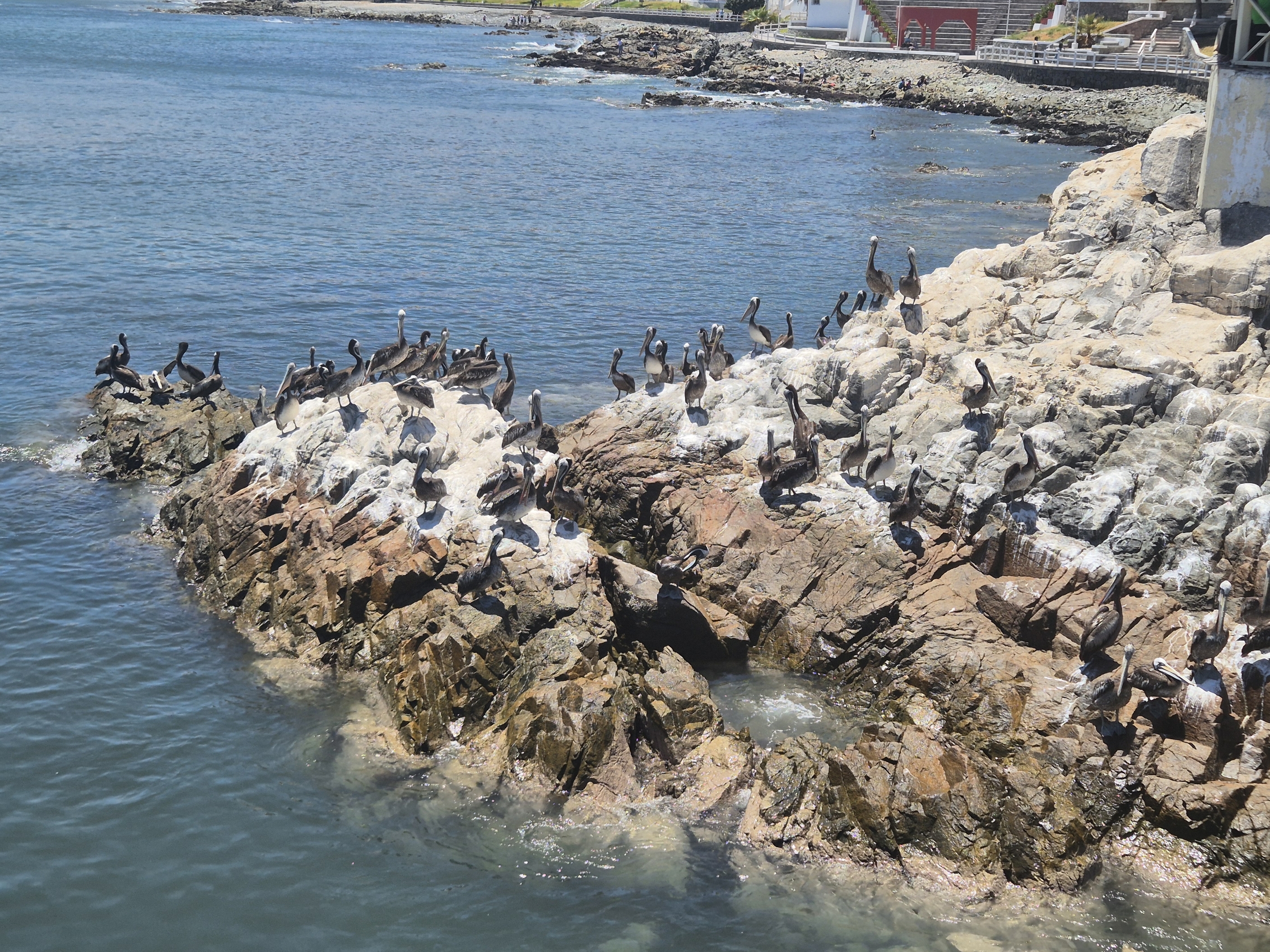Pelicans