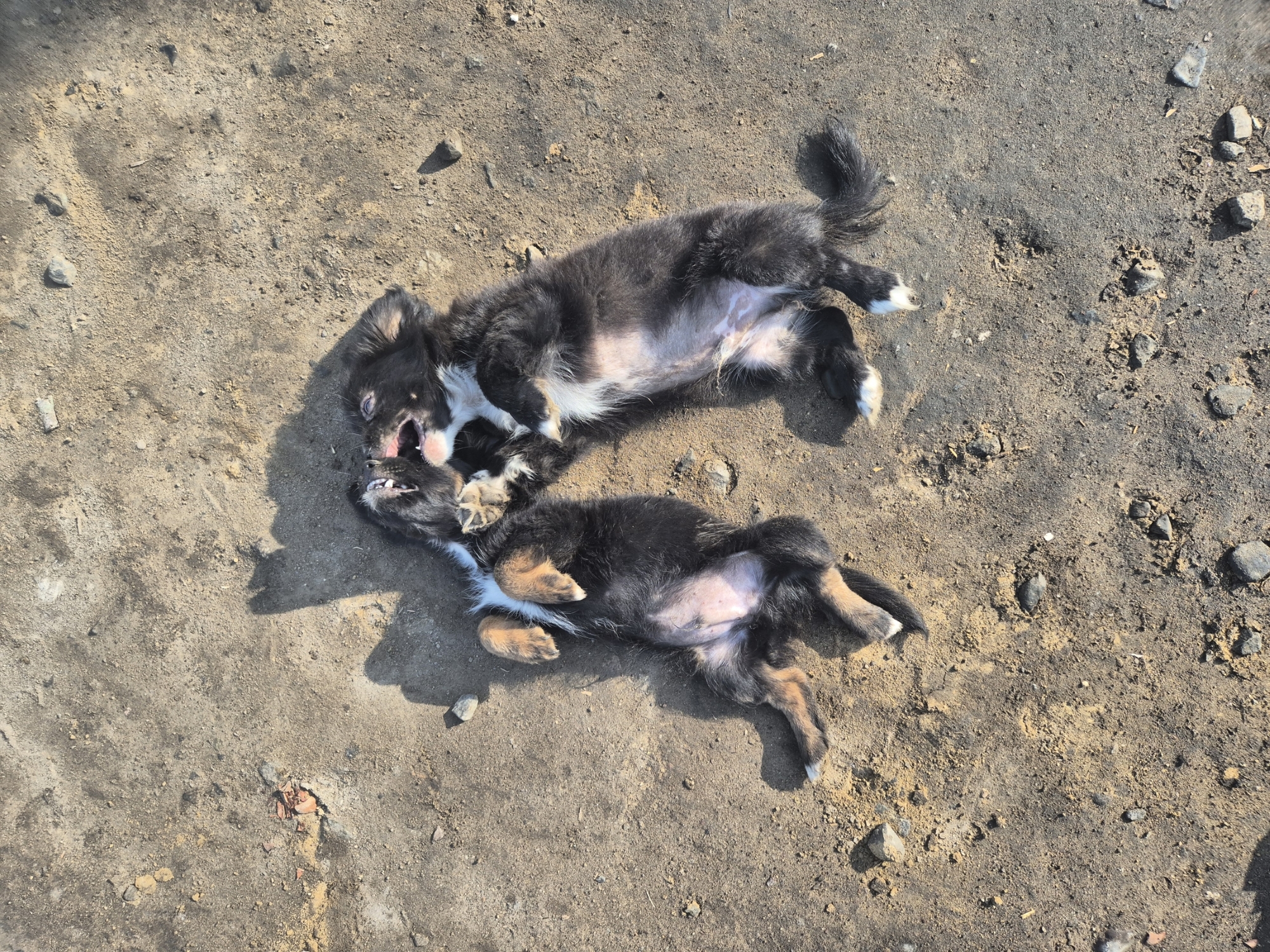 Puppies