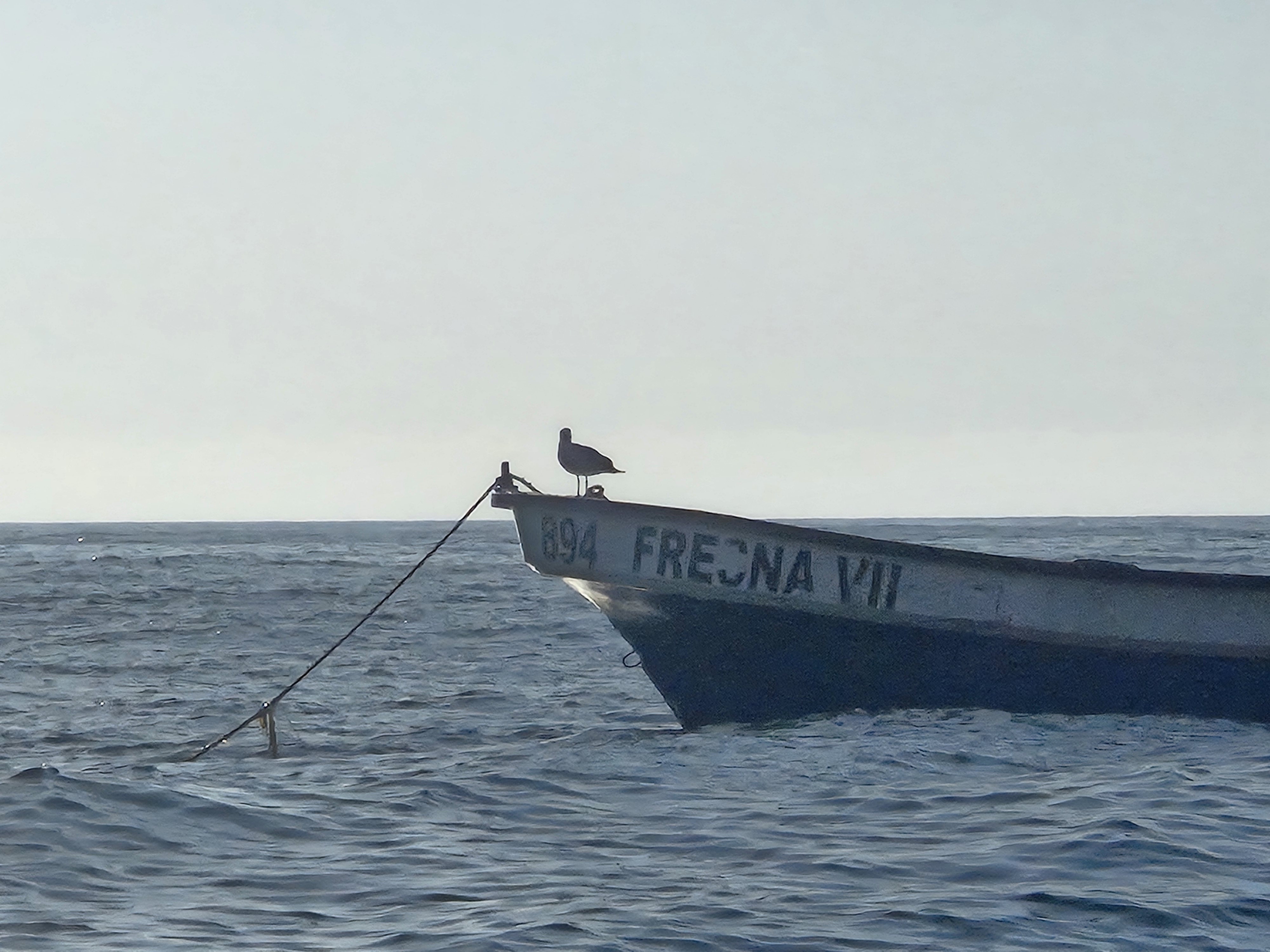 Seagull1