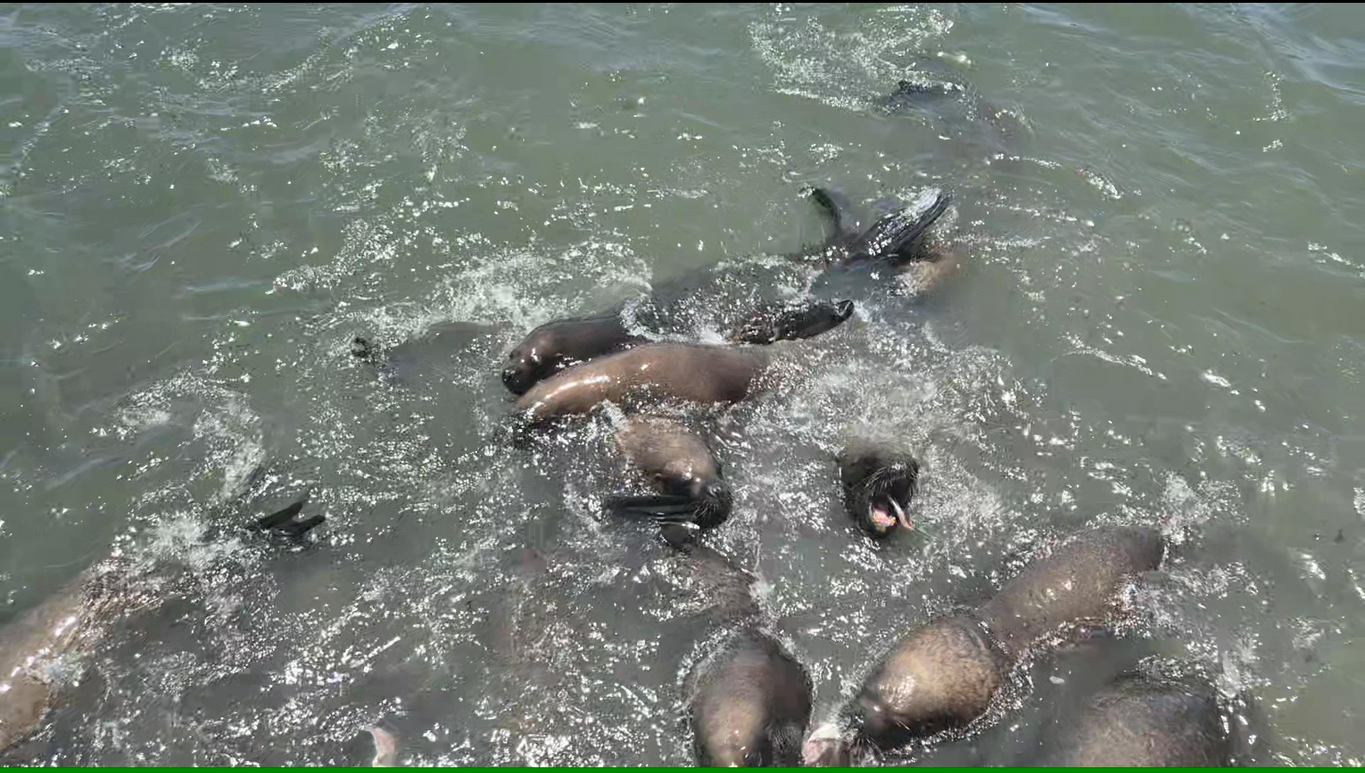 Sealions1
