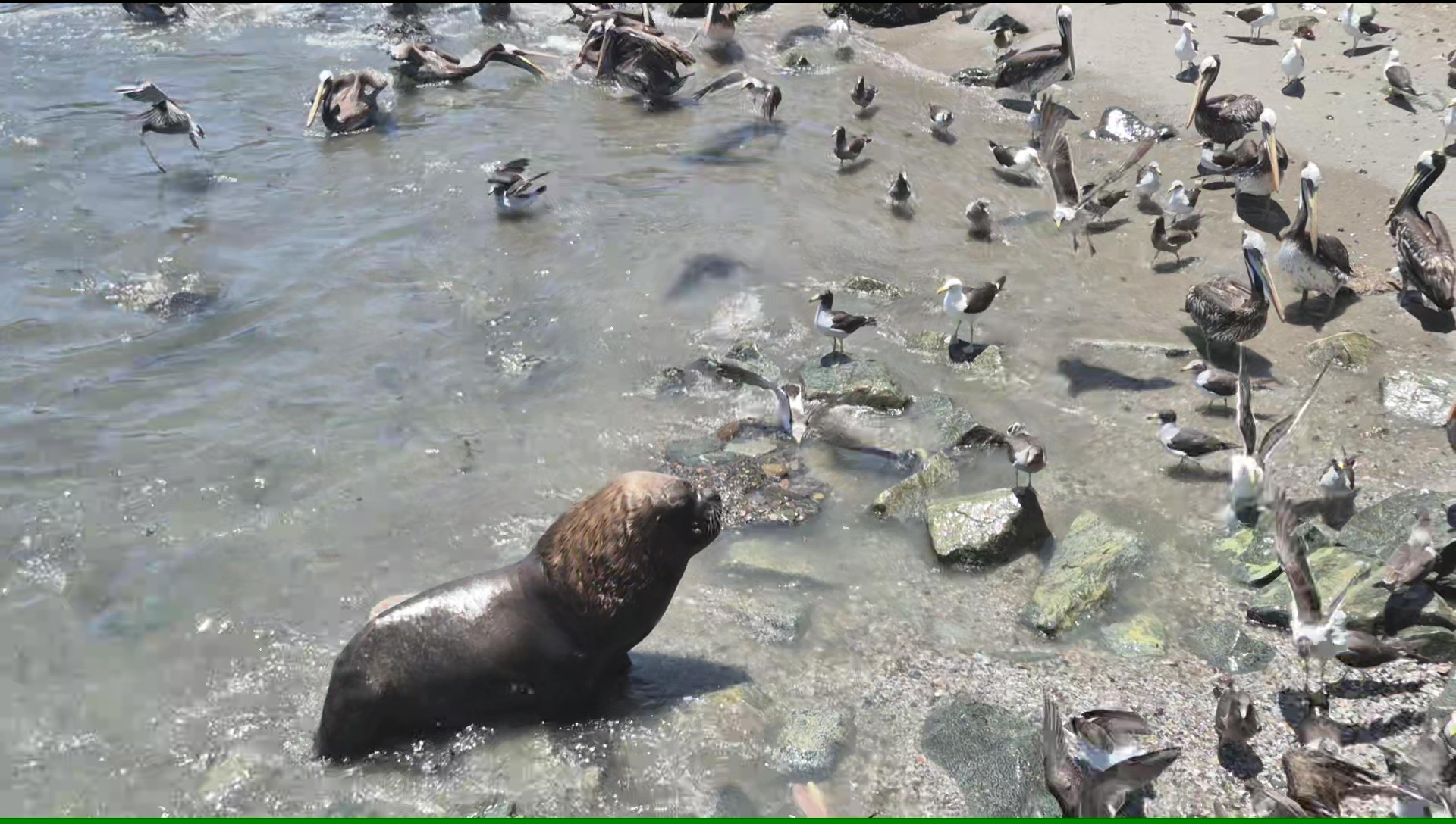 Sealions2