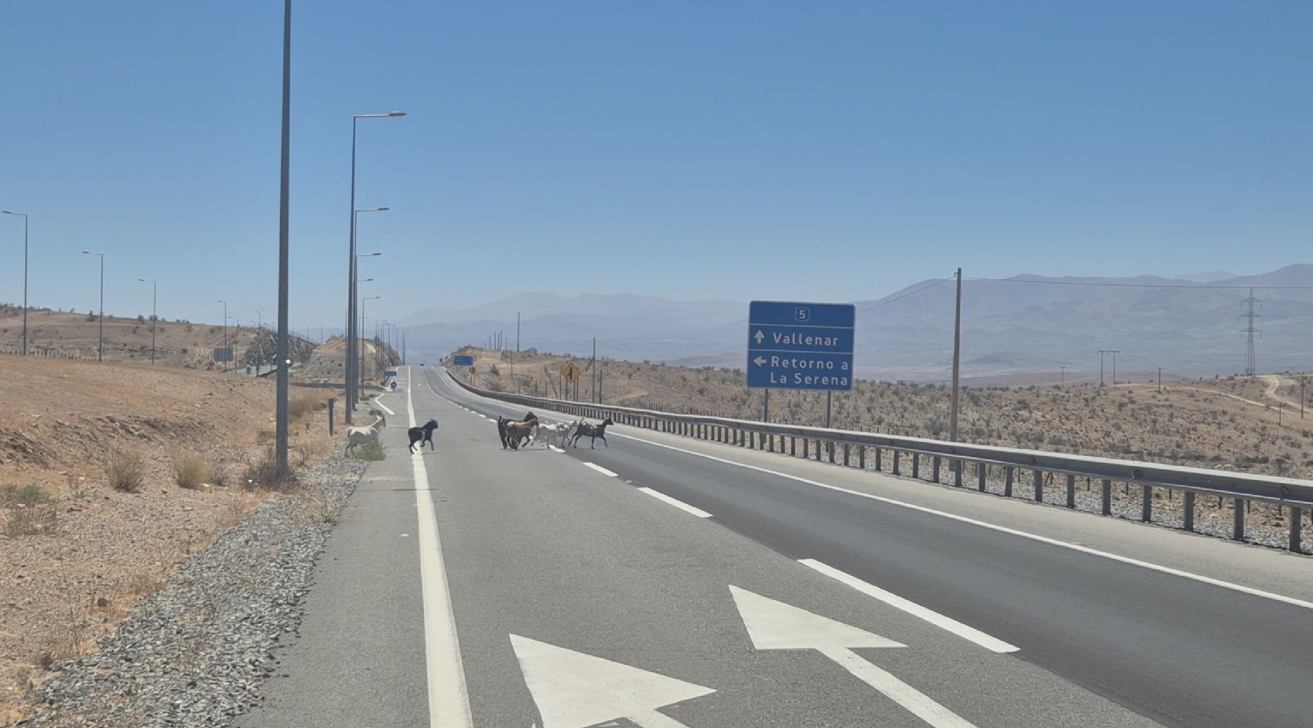 SheepOnRoad