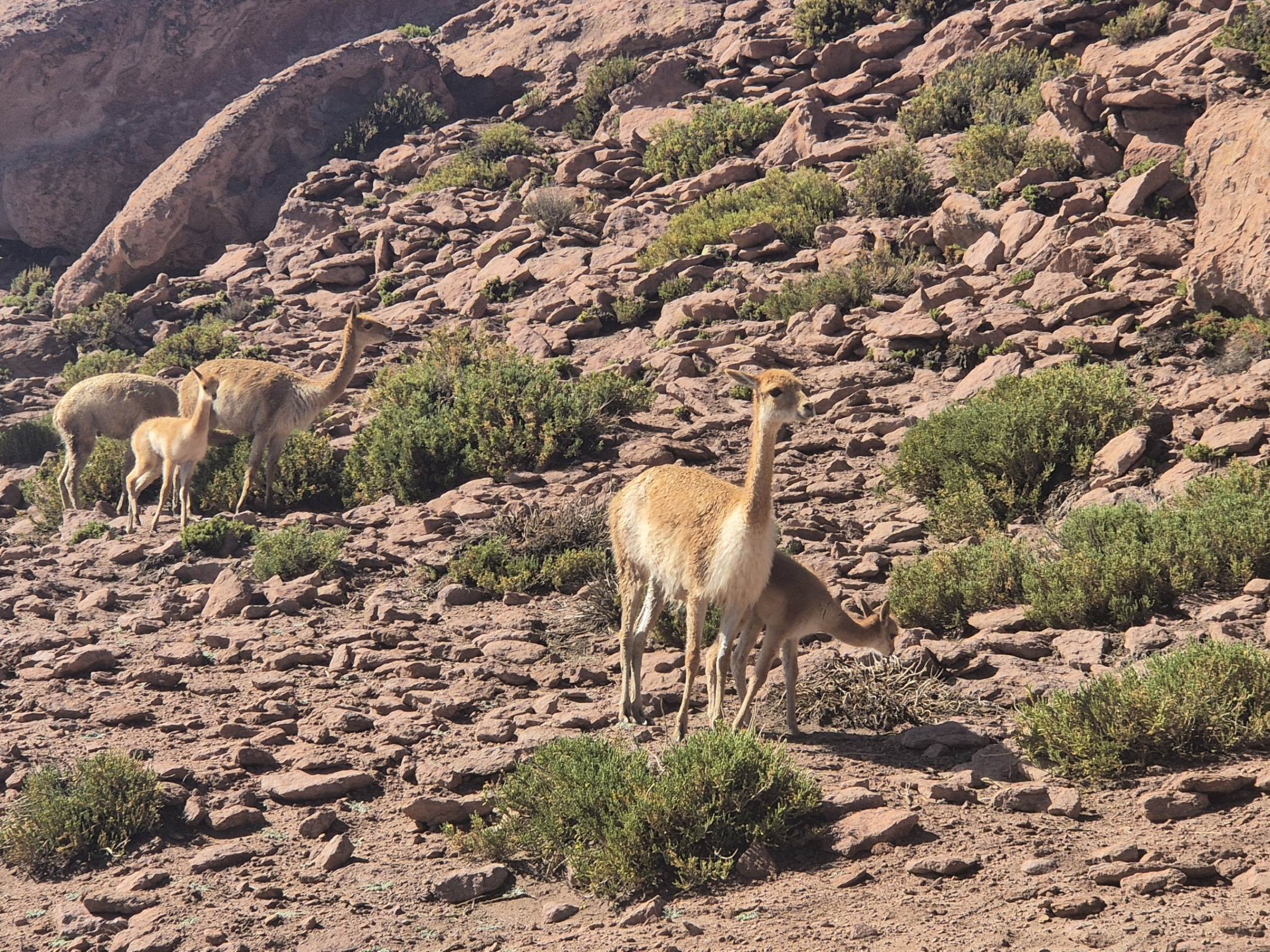 Vicunas