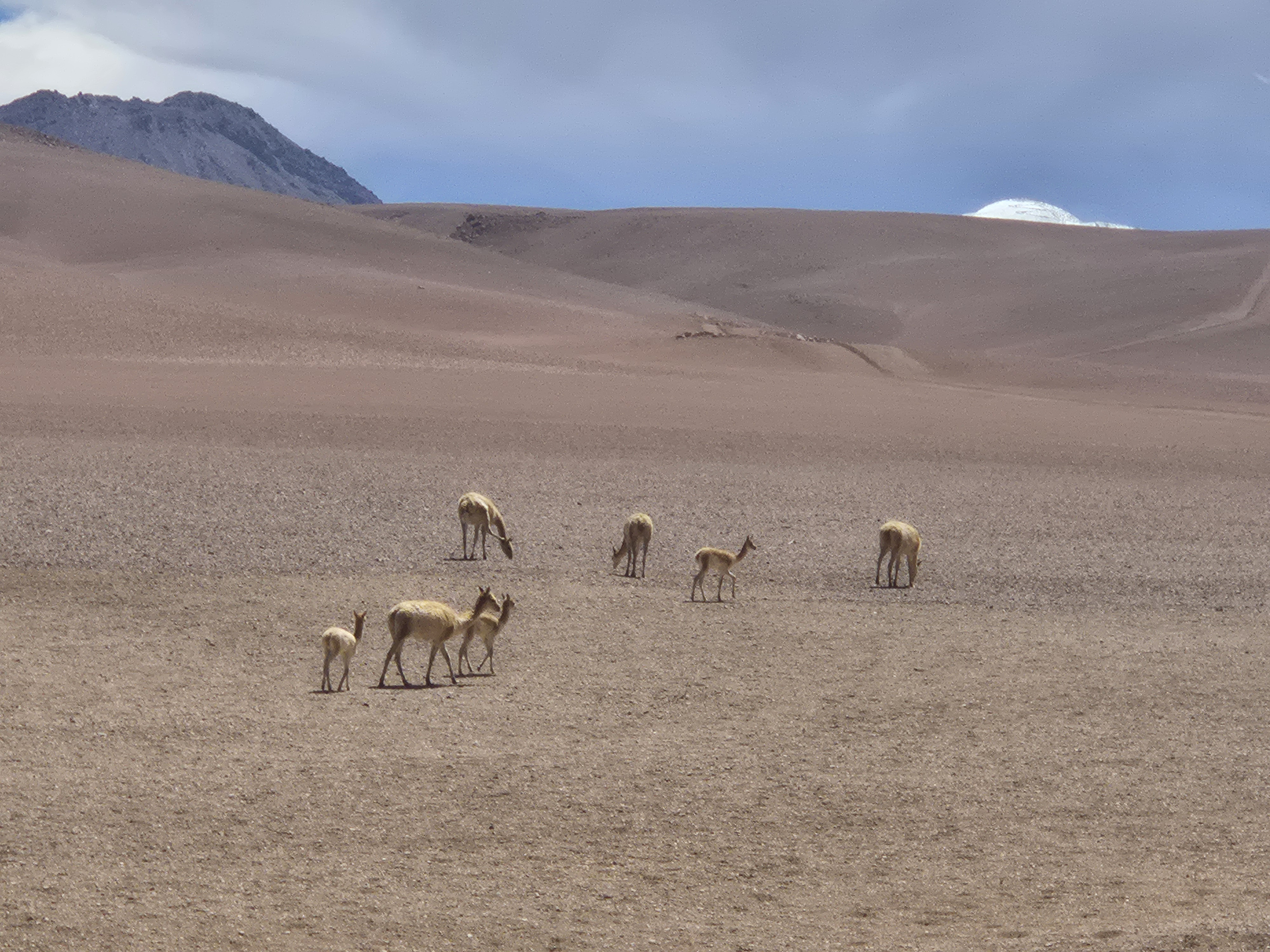 Vicunas4