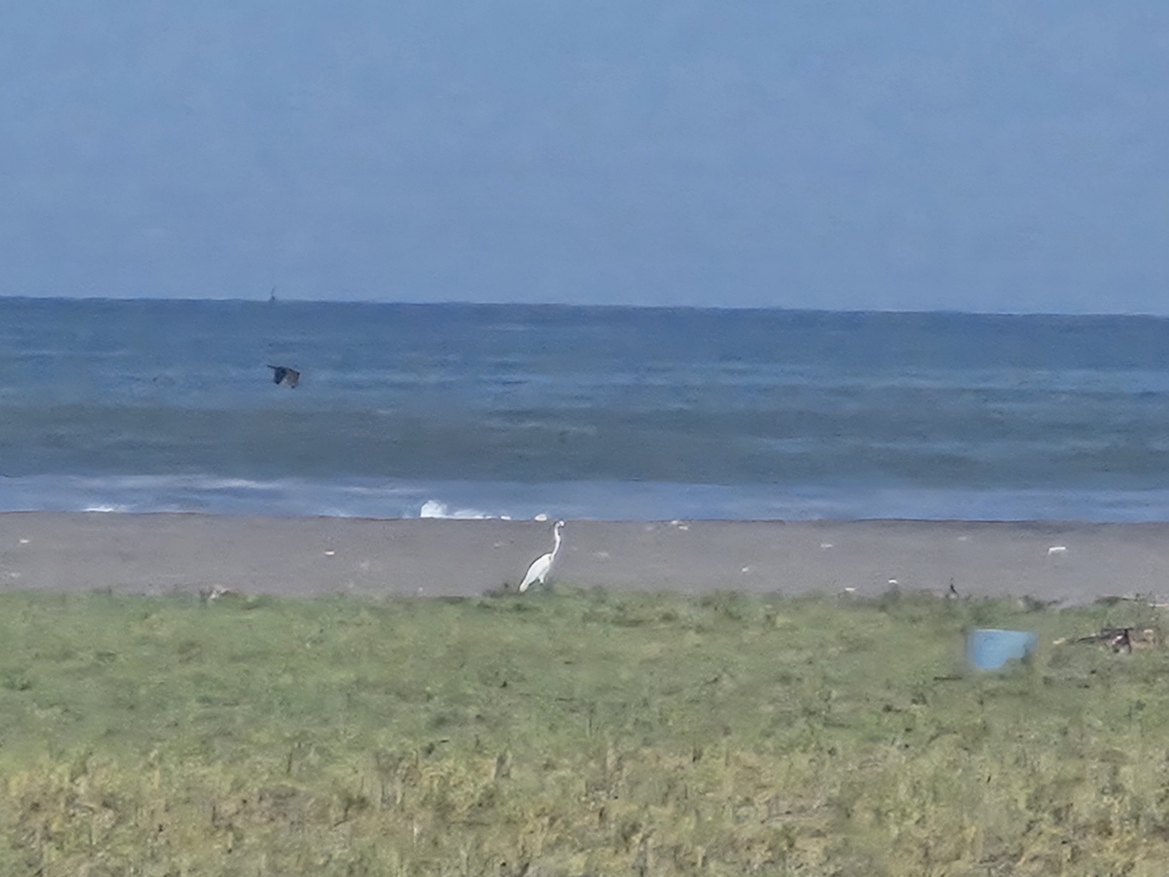 Wader
