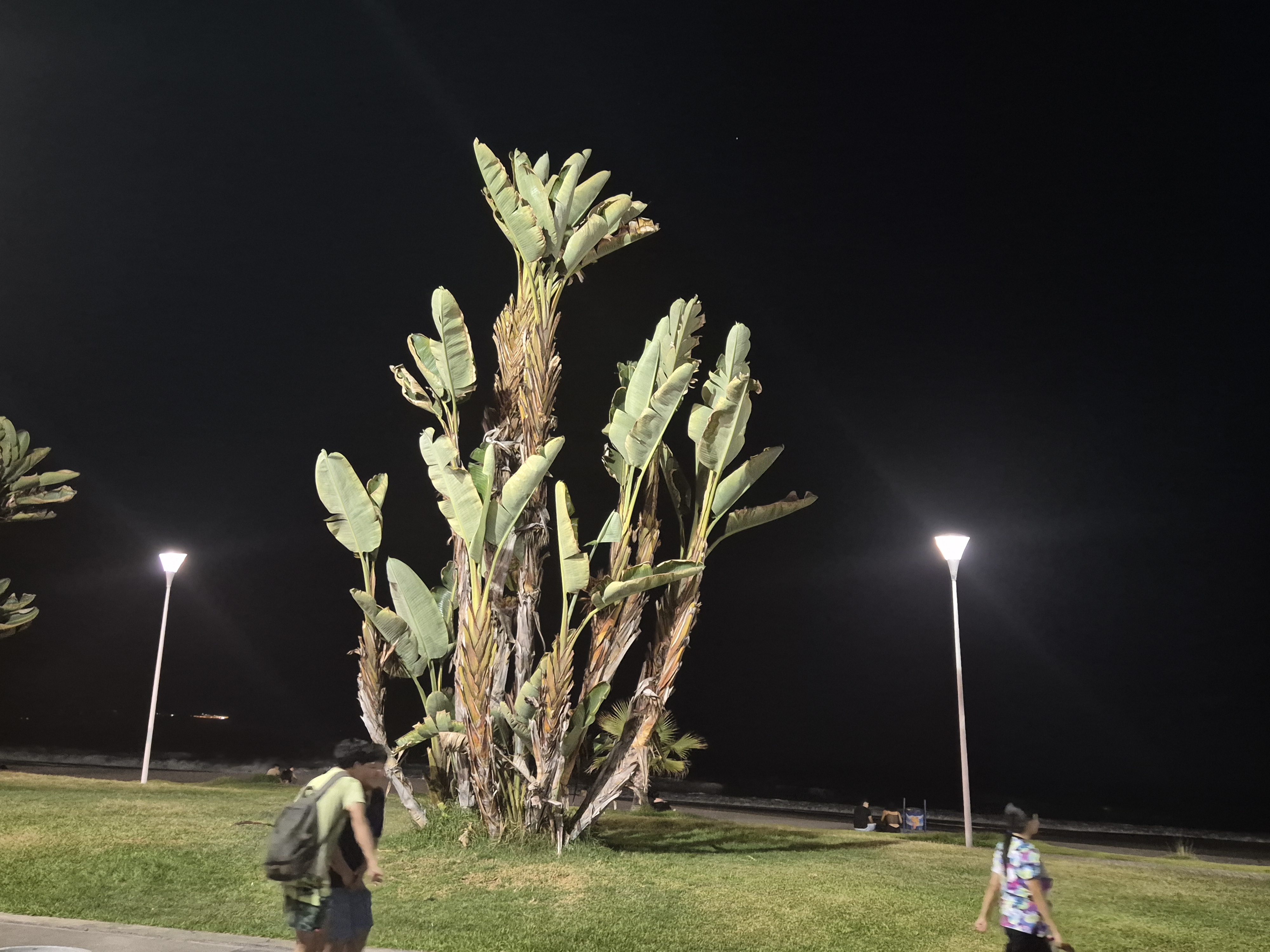 WhatATree!